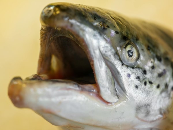 Rhumatologie pédiatrique : l'importance d'un suivi spécifique